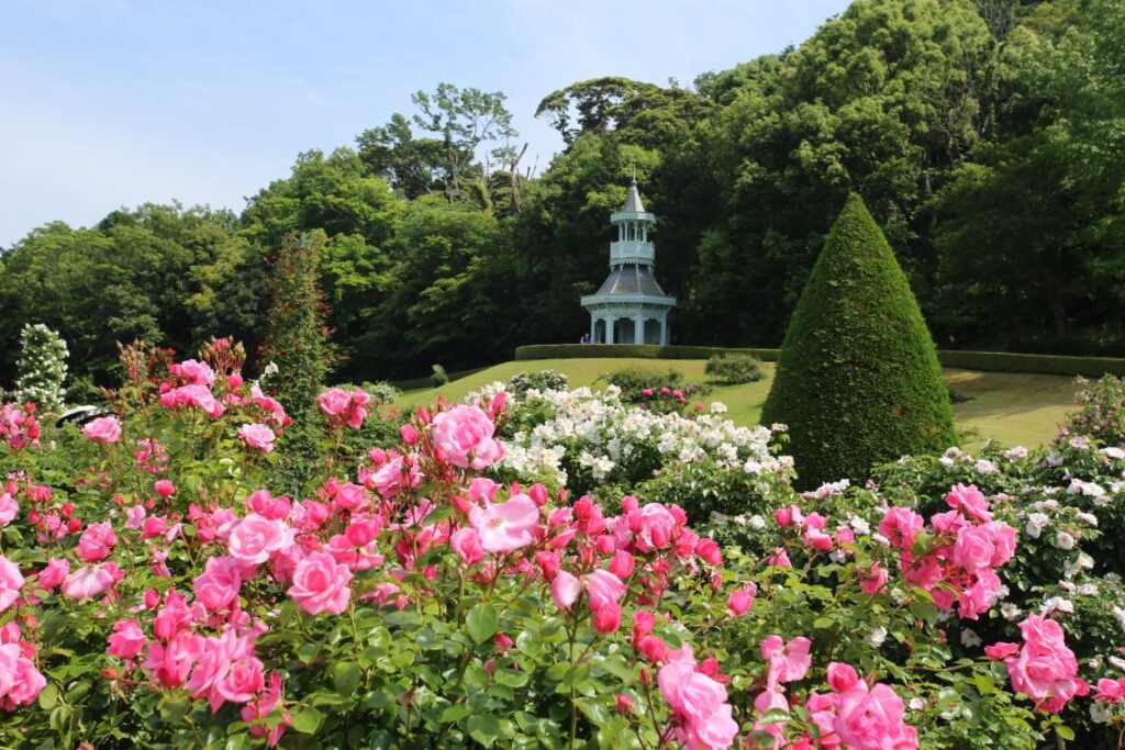 河津バガテル公園のバラ