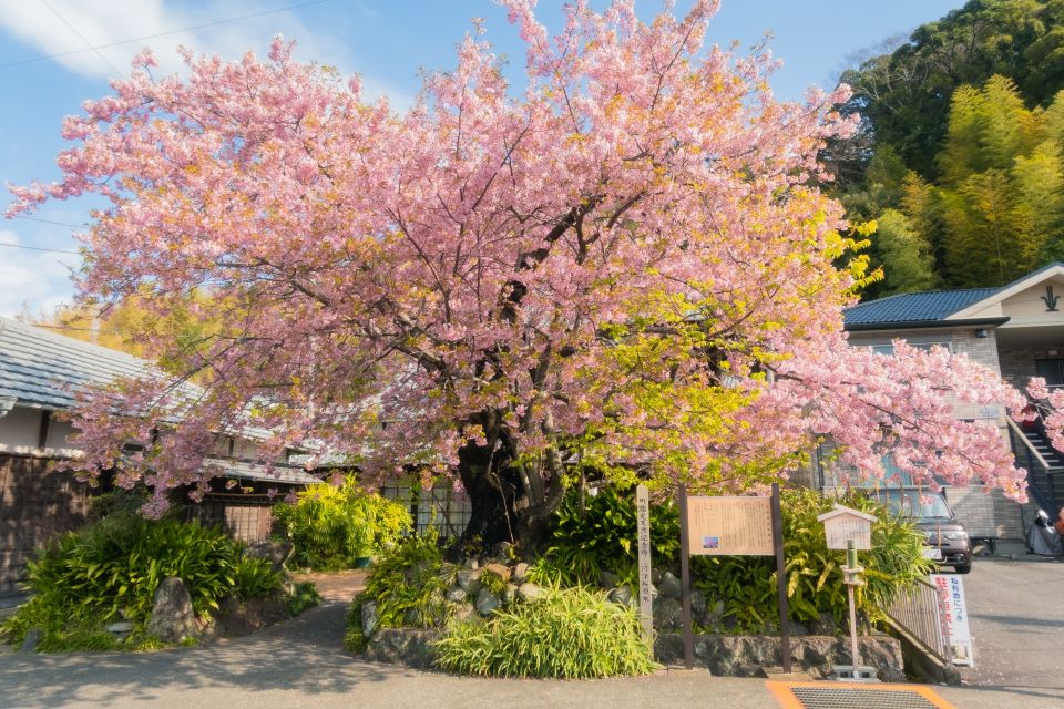 河津桜の原木