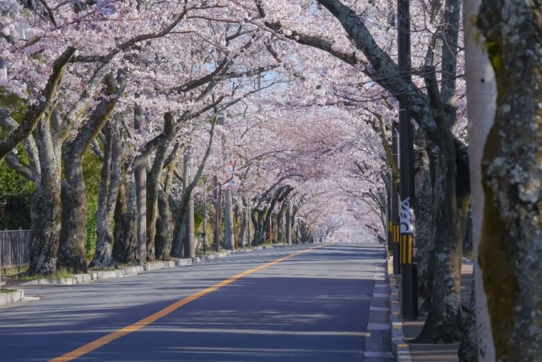 伊豆高原の桜並木