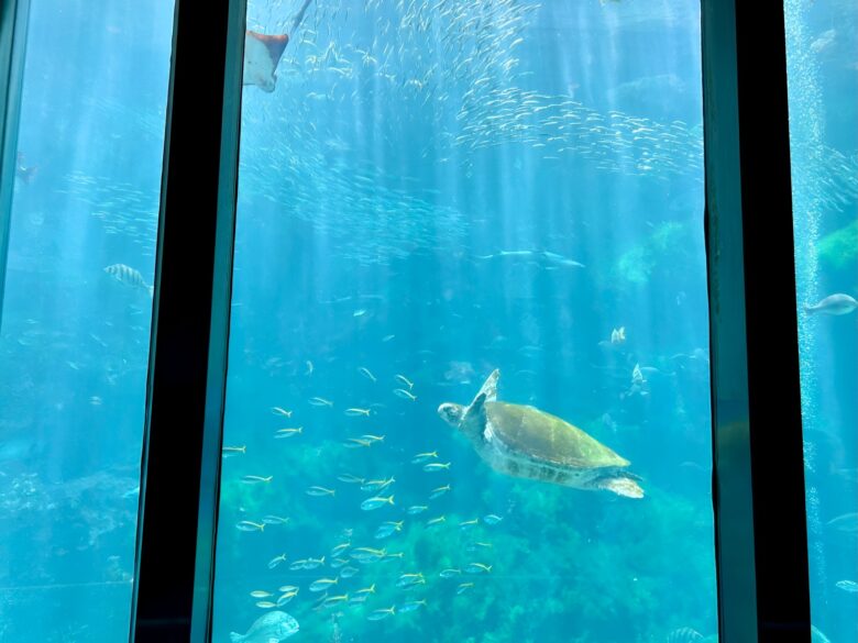 アクアドームペリー号の大水槽